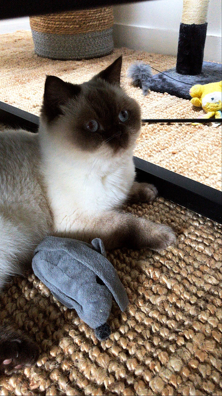 Moumoute a rejoint le concours — aidez-le/la à gagner de superbes lots ! birman, british_semi_longhair, british_shorthair, burmese, carnivore, cat, domestic_short_haired_cat, fawn, felidae, himalayan, kitten, mammal, ragdoll, siamese, small_to_medium_sized_cats, thai, tonkinese, whiskers