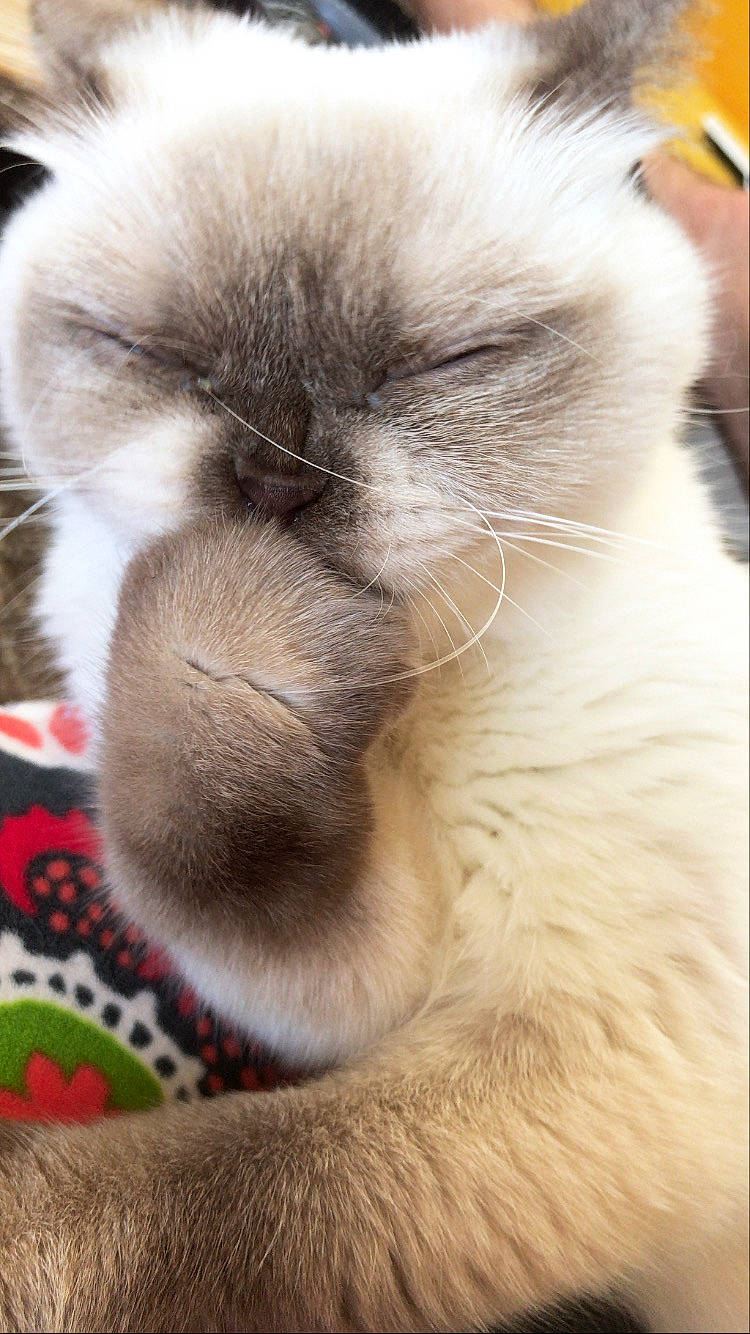 Moumoute participe au concours pour gagner de l'argent avec cette photo : balinese, birman, canidae, carnivore, cat, close_up, fawn, felidae, fur, mammal, nose, ragdoll, siamese, small_to_medium_sized_cats, snout, thai, whiskers