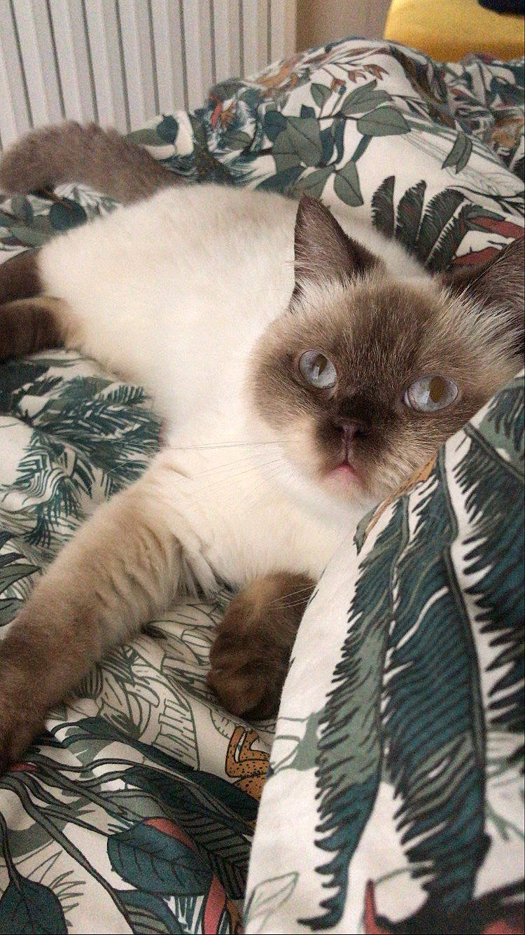 Moumoute a rejoint le concours — aidez-le/la à gagner de superbes lots ! balinese, birman, british_longhair, carnivore, cat, fawn, felidae, fur, himalayan, kitten, mammal, norwegian_forest_cat, ragdoll, siamese, small_to_medium_sized_cats, thai, whiskers