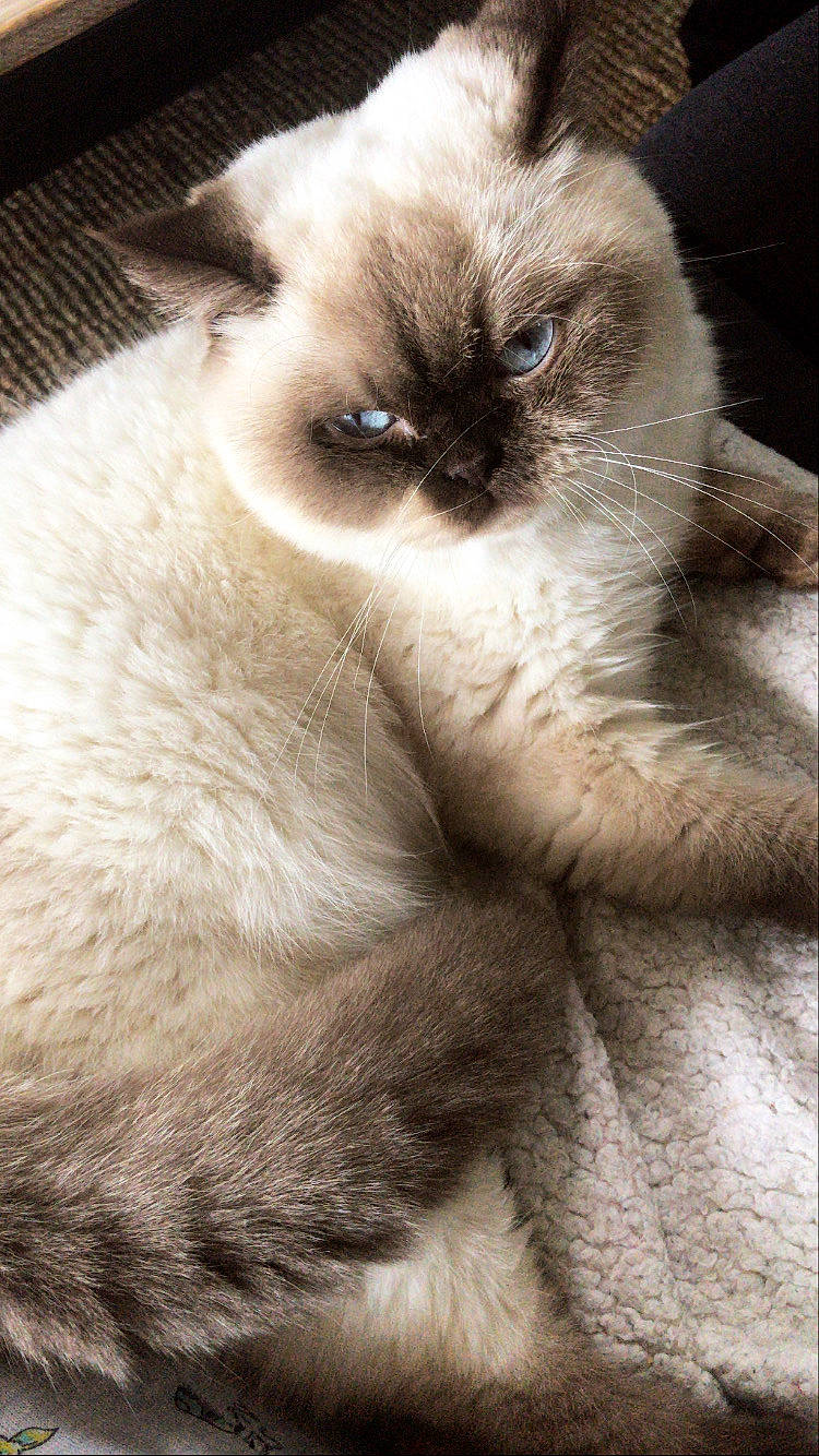 Moumoute participe au concours pour gagner de l'argent avec cette photo : balinese, birman, carnivore, cat, eye, felidae, fur, himalayan, kitten, mammal, nose, ragdoll, siamese, skin, small_to_medium_sized_cats, snout, thai, tonkinese, vertebrate, whiskers