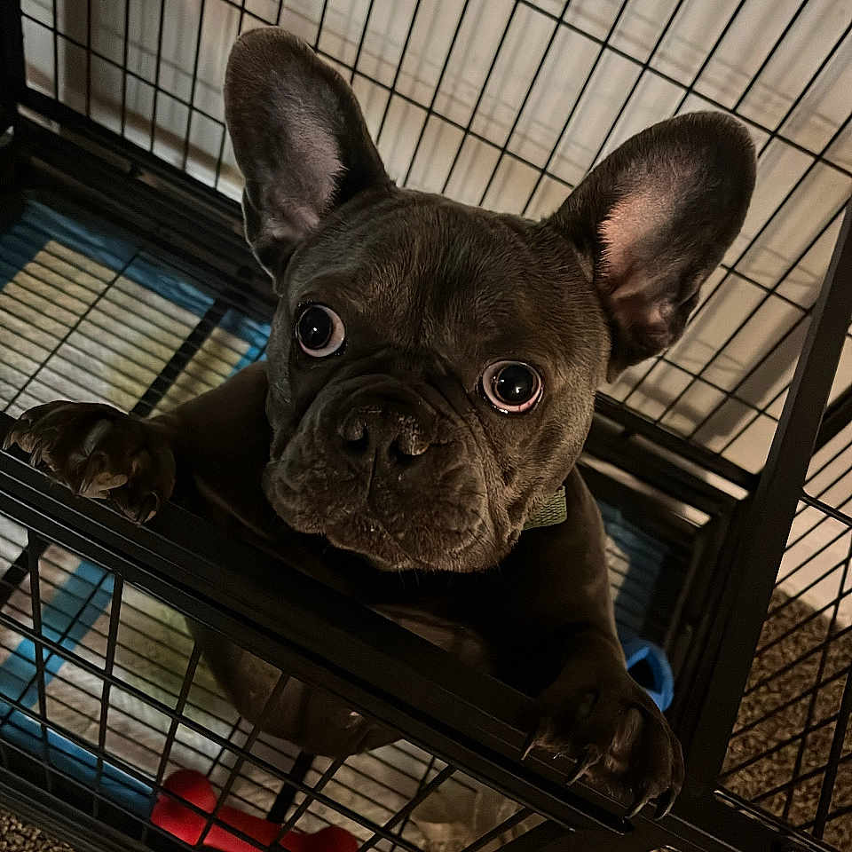 Molly joined the competition — help win amazing prizes! animal, black_fur, cage, captivity, carpet, claws, close_up, crate, cute, dog, ears, expression, eyes, french_bulldog, home, indoor, looking_up, pet, puppy, toy