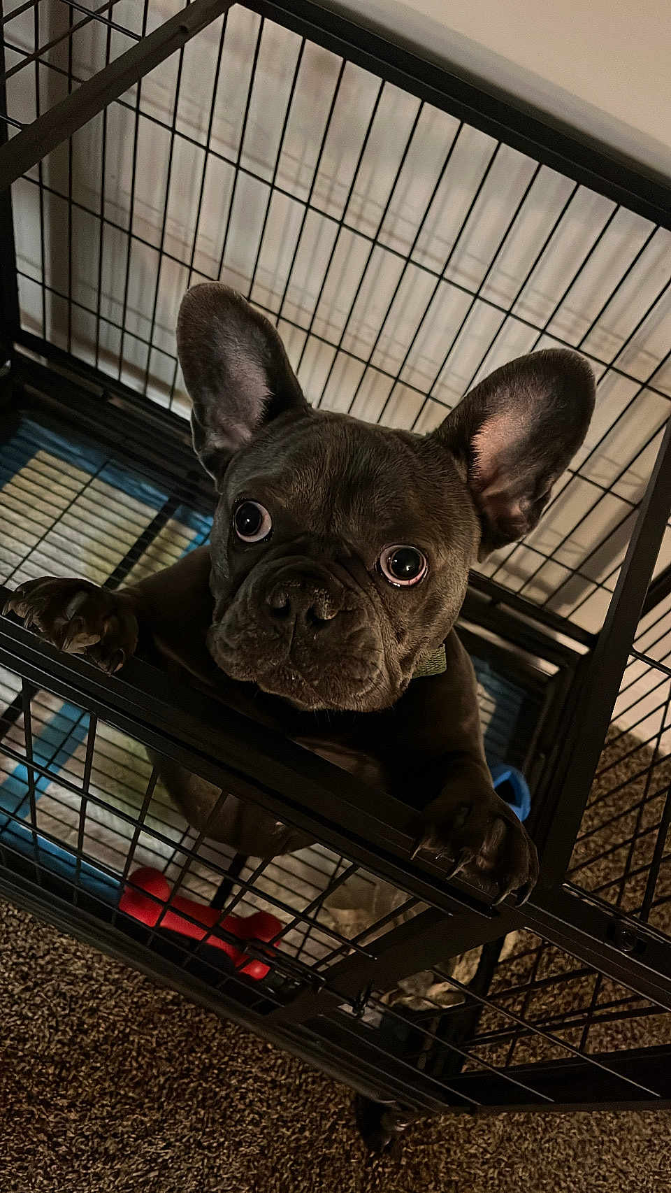 Molly joined the competition — help win amazing prizes! dog, french_bulldog, puppy, crate, cage, indoor, pet, animal, carpet, toy, black_fur, ears, eyes, claws, looking_up, close_up, expression, cute, captivity, home