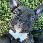Ava is registered to the contest to win money with this photo: animal, black_and_white, close_up, cute, daylight, dog, ears, expression, face, french_bulldog, fur, grass, leash, nature, nose, outdoor, pet, playful, portrait, young