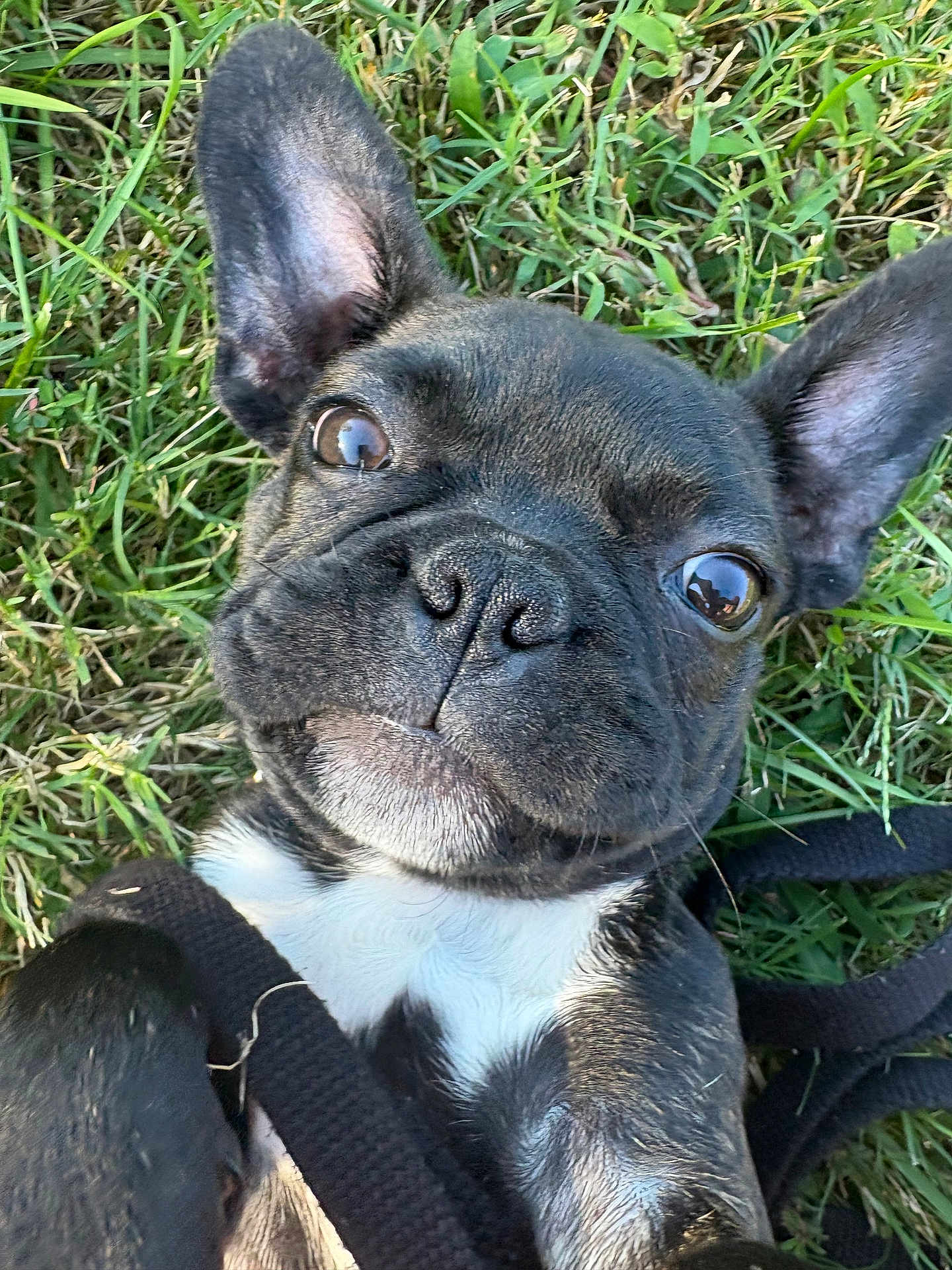 Ava