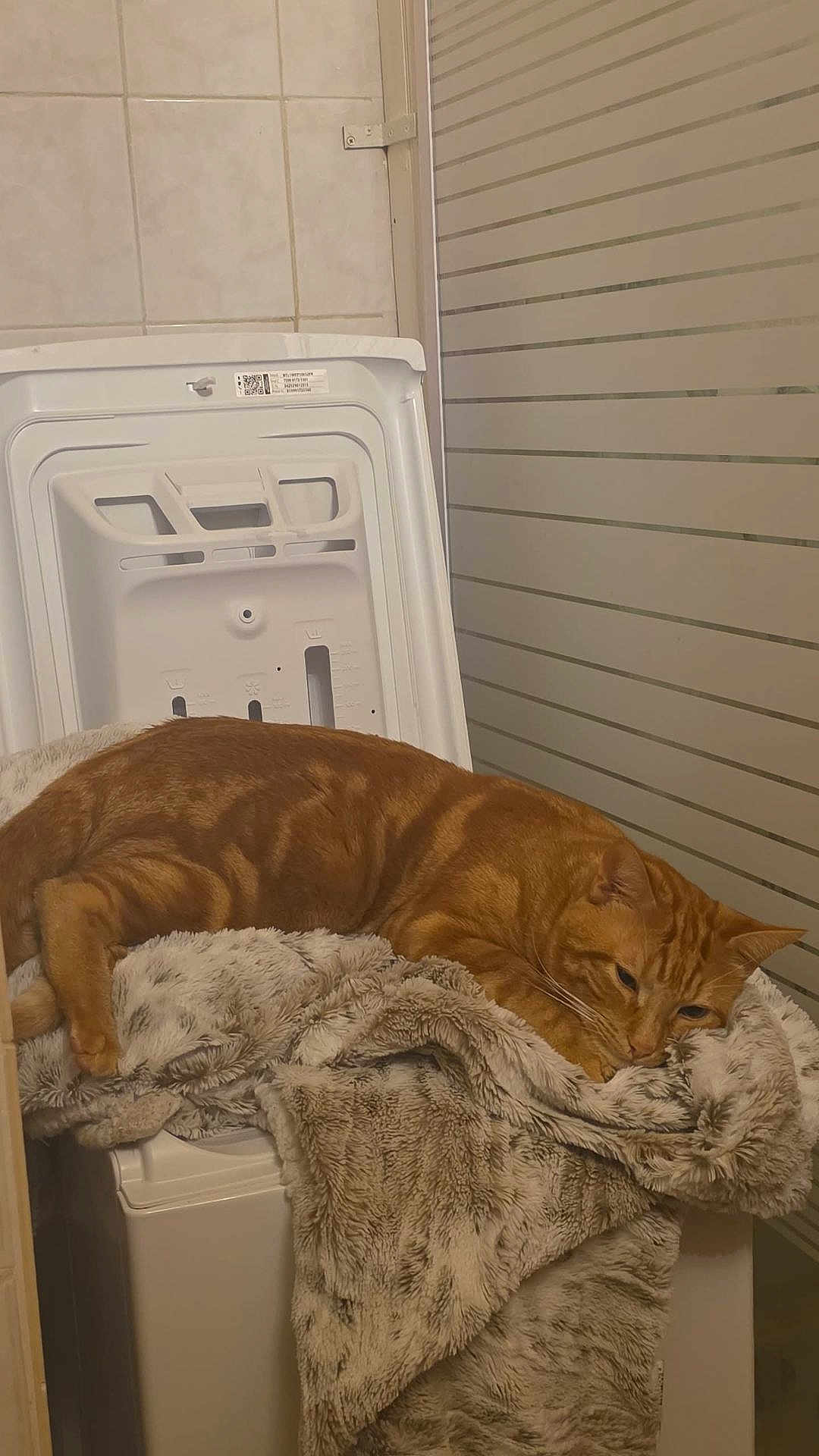Ajax participe au concours pour gagner de l'argent avec cette photo : cat, ginger_cat, tabby, pet, blanket, washing_machine, laundry_room, indoor, resting, sleepy, fur, whiskers, cozy, appliance, home, orange_fur, fabric, relaxing, lying_down, furniture