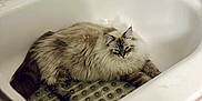 Loki joined the competition — help win amazing prizes! cat, bathtub, bathroom, tile, shampoo_bottle, fluffy, pet, fur, relaxed, indoor, corner, white, clean, animal, domestic_animal, mammal, resting, floor_mat, pink, quiet