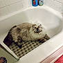 cat, bathtub, bathroom, tile, shampoo_bottle, fluffy, pet, fur, relaxed, indoor, corner, white, clean, animal, domestic_animal, mammal, resting, floor_mat, pink, quiet