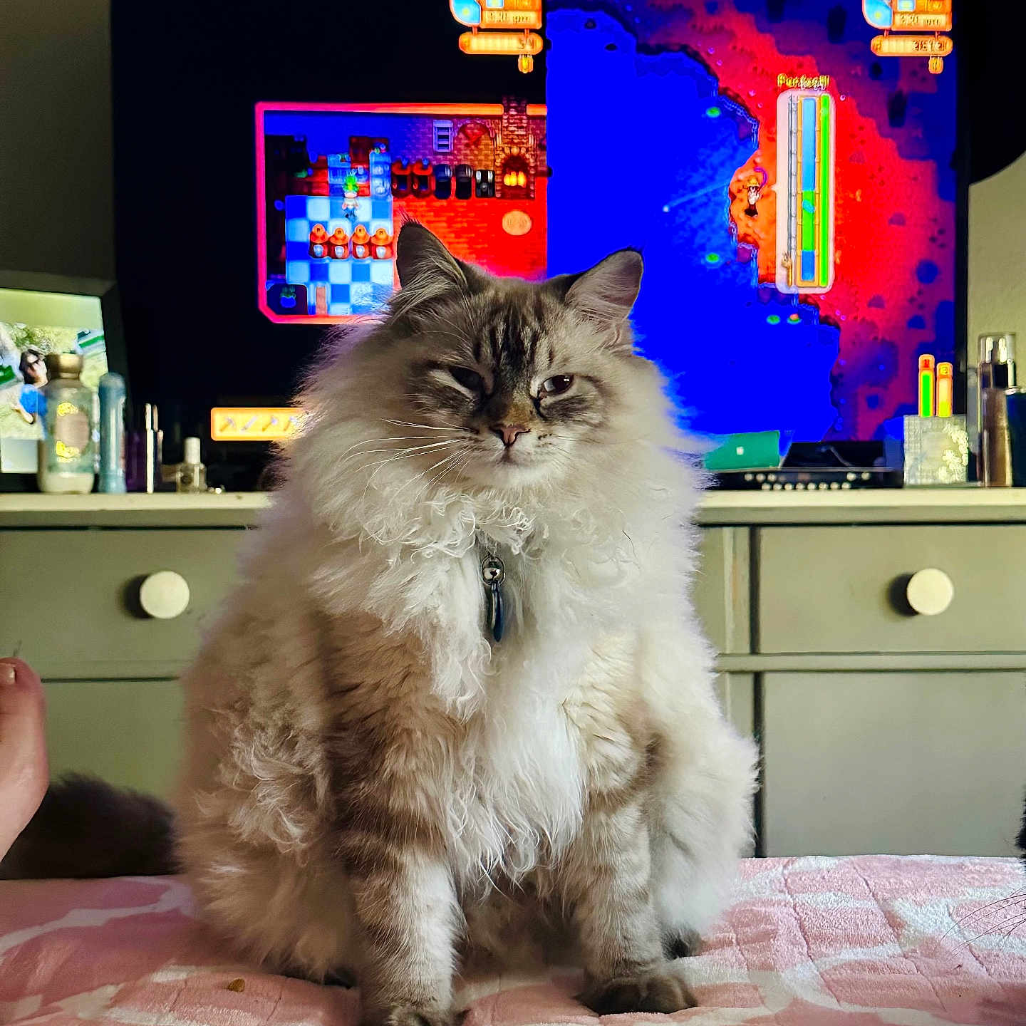Loki is registered to the contest to win money with this photo: animal, bedroom, blanket, cat, closeup, cozy, domestic, dresser, fluffy, fur, furniture, home, indoor, patterned, pet, pink, relaxed, sitting, television, video_game