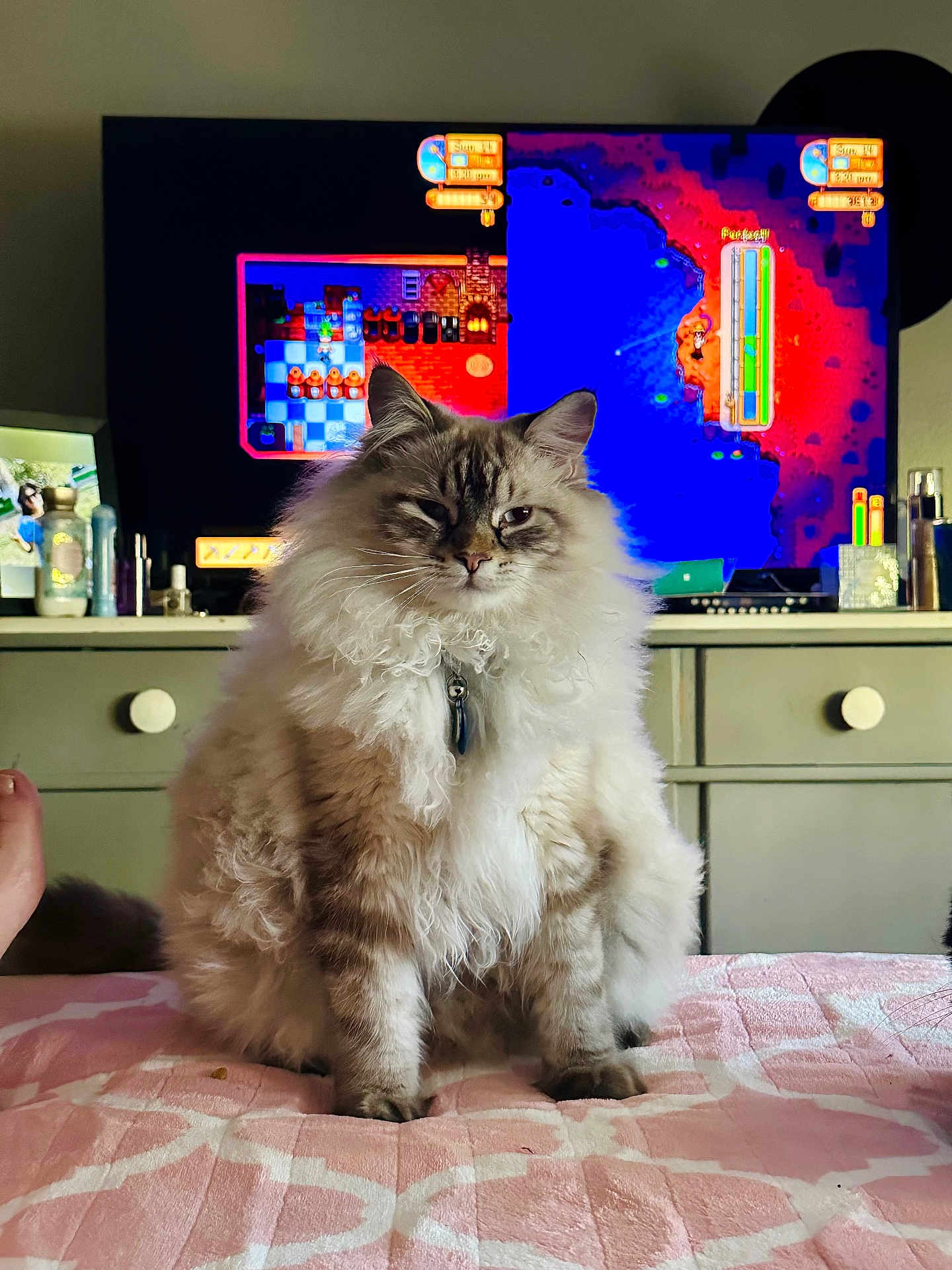 Loki is registered to the contest to win money with this photo: cat, fluffy, bedroom, blanket, dresser, television, video_game, indoor, pet, furniture, pink, patterned, fur, sitting, closeup, animal, domestic, cozy, relaxed, home