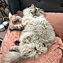 Loki is registered to the contest to win money with this photo: cat, fluffy, sleeping, pillow, pink, chair, indoor, pet, furniture, cozy, relaxed, tail, tabby, home, soft, cute, resting, animal, domestic, comfort