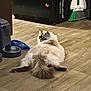 Loki is registered to the contest to win money with this photo: cat, fluffy, wooden_floor, pet_food, water_bowl, broom, dustpan, kitchen, appliance, indoor, pet, animal, fur, curious, relaxed, flooring, home, domestic, sprawled, looking_back