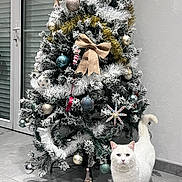 Gucci participe au concours pour gagner de l'argent avec cette photo : animal, bow, cat, christmas_tree, cute, decorations, festive, floor_tiles, frosted_branches, heterochromia, holiday, holiday_decor, indoor, ornaments, pet, pinecone_ornament, tail_up, wall, white_cat, window