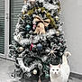 animal, bow, cat, christmas_tree, cute, decorations, festive, floor_tiles, frosted_branches, heterochromia, holiday, holiday_decor, indoor, ornaments, pet, pinecone_ornament, tail_up, wall, white_cat, window