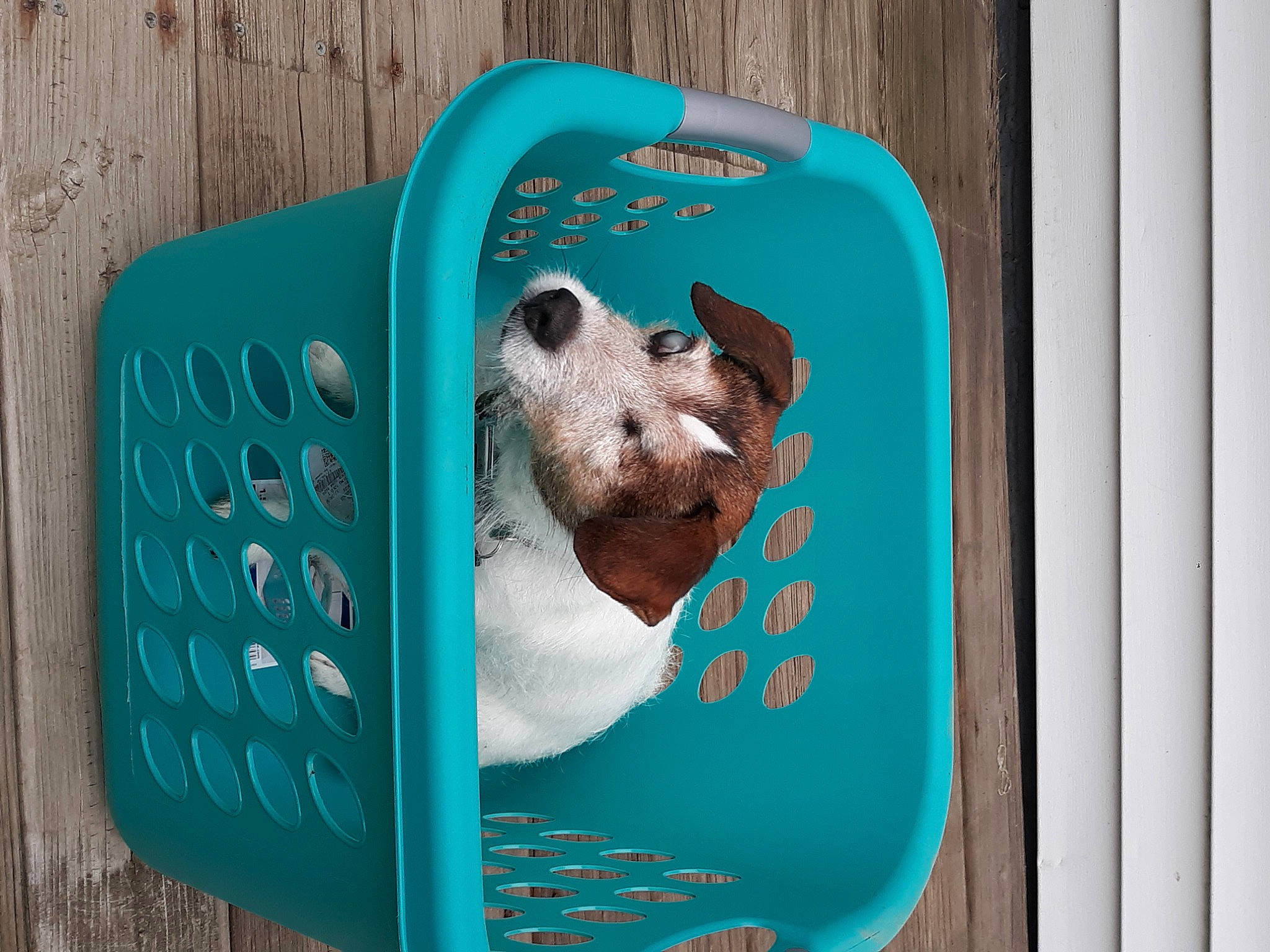 Finnegan Baer is registered to the contest to win money with this photo: aqua, azure, canidae, carnivore, domestic_pig, electric_blue, fawn, green, linens, pattern, pet_supply, pink, product, rectangle, rodent, snout, suidae, teddy_bear, terrestrial_animal, wood