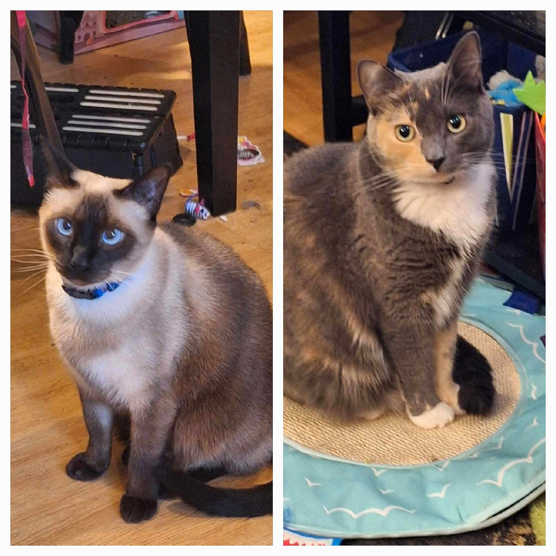 Jade And Maggie is registered to the contest to win money with this photo: animal, blue_eyes, cat, collar, cute, domestic, ears, feline, floor, furniture, gray_cat, indoor, mat, pet, siamese_cat, sitting, tail, toy, whiskers, wood_floor