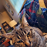 Lily joined the competition — help win amazing prizes! cat, tabby, close_up, indoor, cozy, blanket, plaid, fur, whiskers, living_room, furniture, lamp, window, curtains, relaxing, pet, animal, portrait, soft_light, warm
