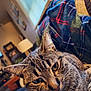 cat, tabby, close_up, indoor, cozy, blanket, plaid, fur, whiskers, living_room, furniture, lamp, window, curtains, relaxing, pet, animal, portrait, soft_light, warm