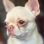 Marcel participe au concours pour gagner de l'argent avec cette photo : dog, chihuahua, close_up, pet, animal, ears, brown_eyes, portrait, cute, small_dog, muzzle, whiskers, fur, nose, domestic_animal, looking_away, soft_light, indoor, headshot, expression