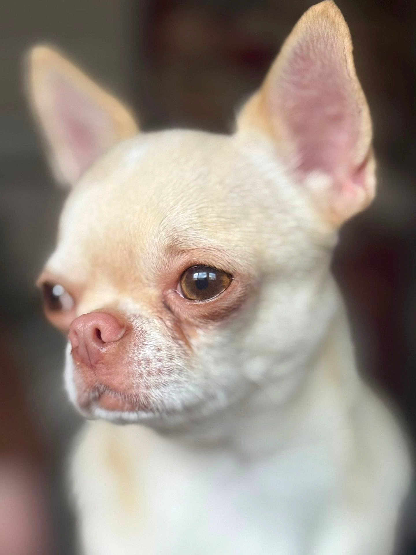 Marcel participe au concours pour gagner de l'argent avec cette photo : dog, chihuahua, close_up, pet, animal, ears, brown_eyes, portrait, cute, small_dog, muzzle, whiskers, fur, nose, domestic_animal, looking_away, soft_light, indoor, headshot, expression