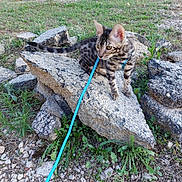 Hinaya participe au concours pour gagner de l'argent avec cette photo : kitten, cat, outdoor, rock, leash, grass, nature, animal, pet, curious, spotted, young, playful, feline, small, ground, greenery, sunlight, wildlife, earth