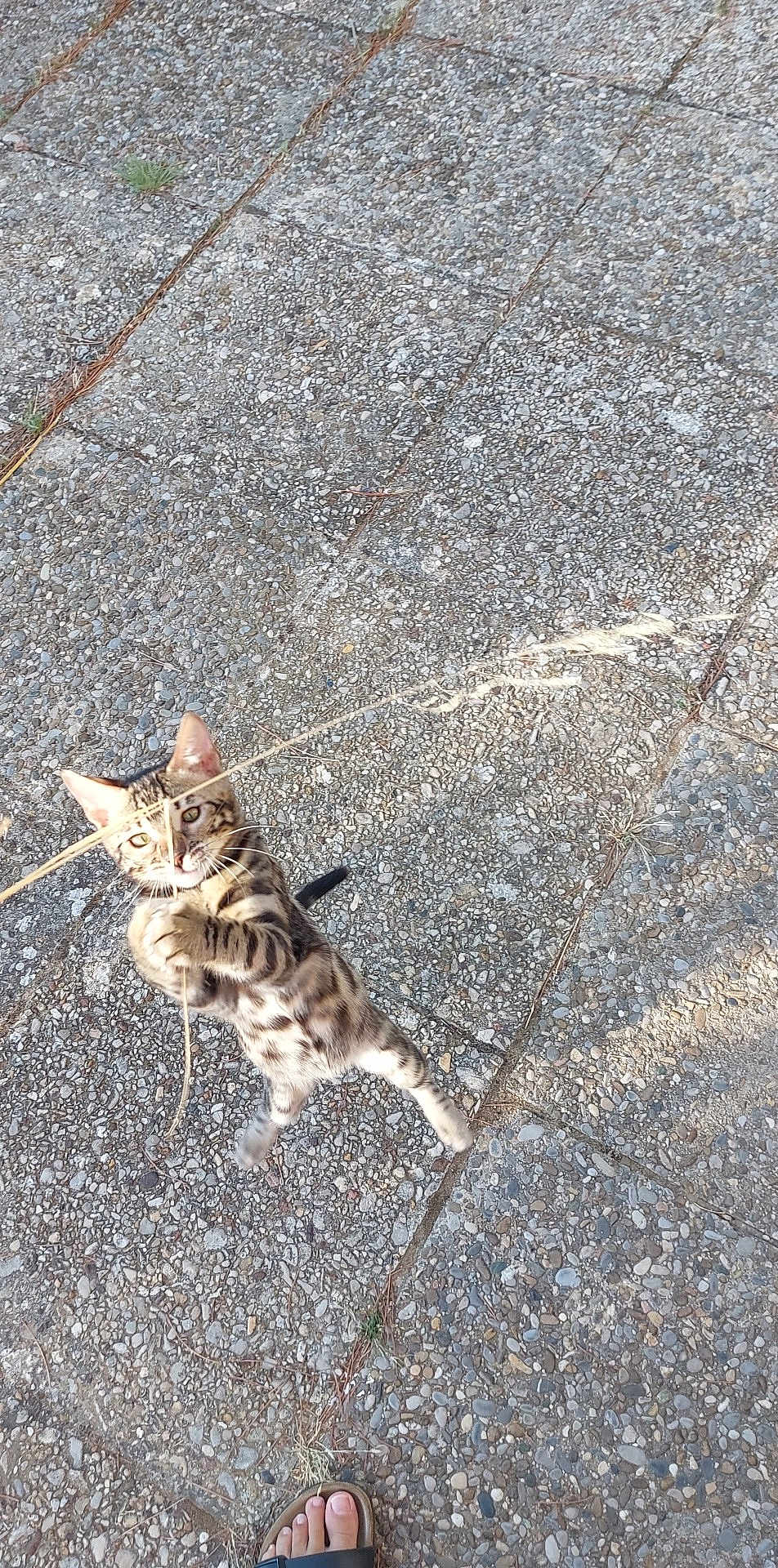 Hinaya participe au concours pour gagner de l'argent avec cette photo : cat, tabby, playing, grass, pavement, outdoor, animal, pet, paw, fur, whiskers, foot, sandal, stone, texture, focused, dynamic, nature, daylight, ground