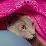 Kleiyeo joined the competition — help win amazing prizes! cat, gray_cat, blanket, pink_blanket, fur, eyes, curious, cozy, soft_texture, indoor, close_up, pet, animal, resting, comfort, snuggled, fabric, warm, relaxed, cute