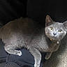 cat, gray_cat, pet, lap, collar, bell, carpet, indoor, animal, feline, fur, whiskers, ears, yellow_eyes, resting, comfort, curious, human_lap, cozy, relaxed