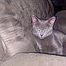 cat, gray_cat, pet, indoor, couch, furniture, animal, mammal, fur, whiskers, ears, eyes, relaxing, seated, home, domestic_animal, cute, companion, flash, night