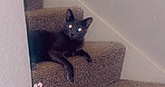 Kleiyeo joined the competition — help win amazing prizes! animal, black_cat, carpet, cat, cozy, cute, date_overlay, feline, glowing_eyes, home, indoor, looking, paw, pet, pink_heart, relaxed, resting, sitting, stairs, wall