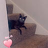 Kleiyeo joined the competition — help win amazing prizes! cat, stairs, carpet, black_cat, pet, indoor, animal, feline, relaxed, home, cozy, wall, paw, looking, cute, glowing_eyes, sitting, resting, pink_heart, date_overlay