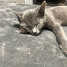 kitten, sleeping, gray_cat, bed, blanket, paw, indoor, furniture, fan, door, clothes, relaxing, cute, pet, fur, cozy, animal, resting, soft, domestic