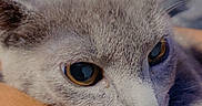 Kleiyeo is registered to the contest to win money with this photo: cat, gray_cat, close_up, resting, arm, fur, pet, domestic_animal, animal, whiskers, ears, eyes, indoor, soft_texture, curious, feline, portrait, relaxing, cute, companion