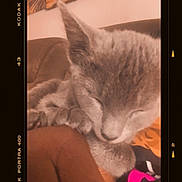 Kleiyeo is registered to the contest to win money with this photo: cat, sleeping, cozy, feline, soft, resting, closeup, indoor, brown, orange, vintage, kodak, portra_400, film_frame, nostalgic, artistic, pet, fur, whiskers, relaxed