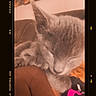 cat, sleeping, cozy, feline, soft, resting, closeup, indoor, brown, orange, vintage, kodak, portra_400, film_frame, nostalgic, artistic, pet, fur, whiskers, relaxed