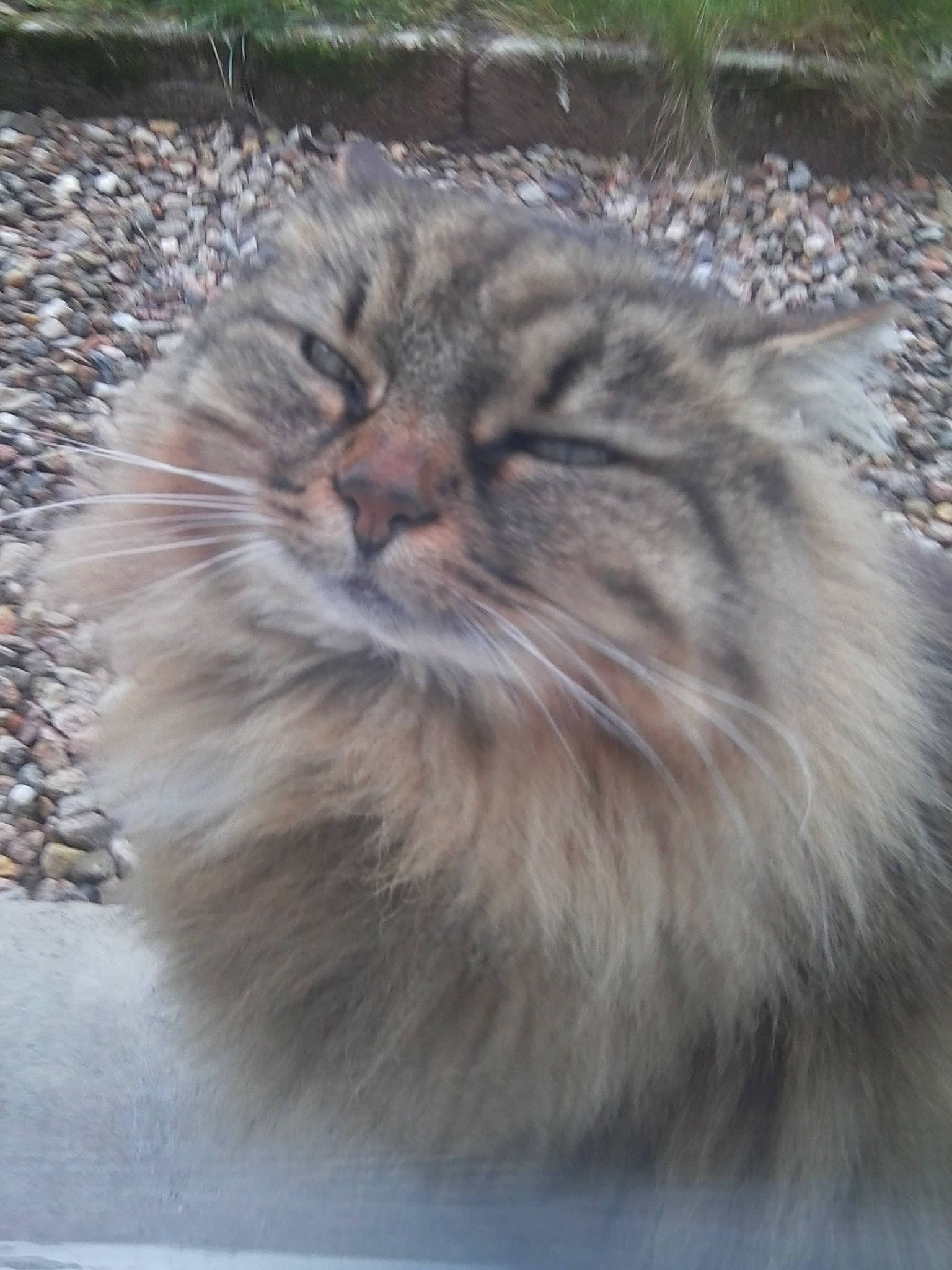 Mahina participe au concours pour gagner de l'argent avec cette photo : british_longhair, carnivore, cat, eye, fawn, felidae, fur, grass, persian, plant, small_to_medium_sized_cats, snout, soil, terrestrial_animal, tree, whiskers, wildlife