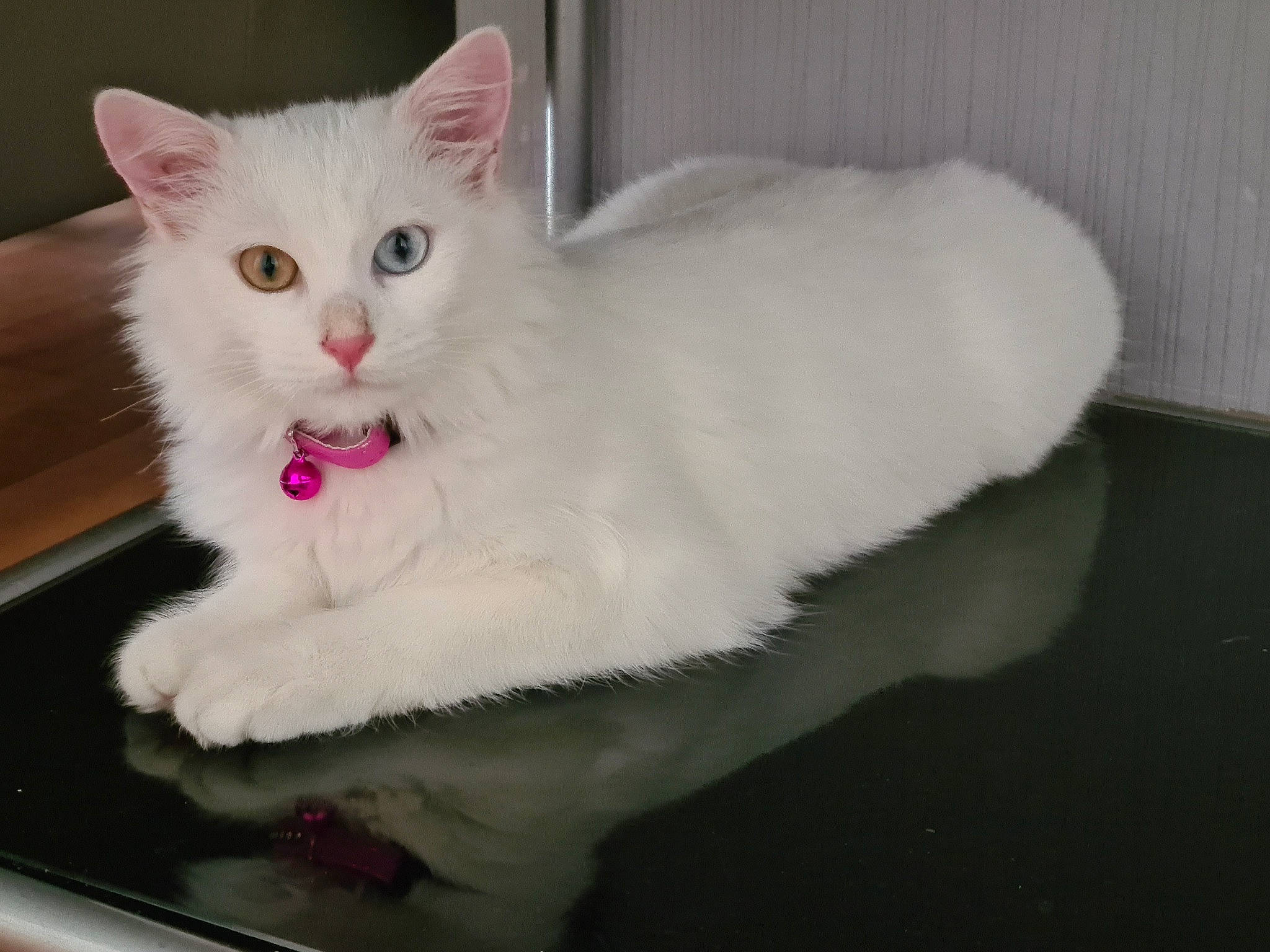 Princesse participe au concours pour gagner de l'argent avec cette photo : american_curl, british_semi_longhair, burmilla, carnivore, cat, domestic_long_haired_cat, felidae, fur, khao_manee, kitten, mammal, paw, persian, small_to_medium_sized_cats, tail, turkish_angora, turkish_van, vertebrate, whiskers, white