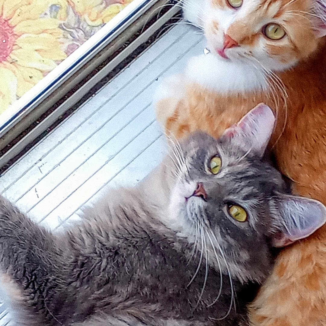 Blueberry Sunflower is registered to the contest to win money with this photo: animals, cat, cats, companions, cozy, cute, door, eyes, fur, gray_cat, indoor, mat, orange_cat, pets, relaxation, resting, snuggling, sunflower, whiskers, window