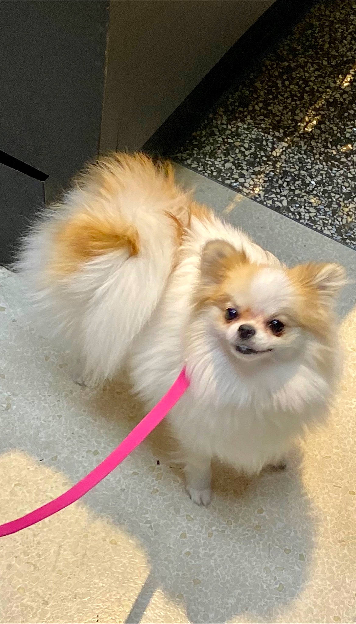 Dolche joined the competition — help win amazing prizes! canidae, carnivore, collar, companion_dog, dog, dog_breed, fawn, fur, german_spitz, german_spitz_klein, mammal, non_sporting_group, pet_supply, pomeranian, puppy, snout, spitz, sporting_group, toy_dog, working_animal