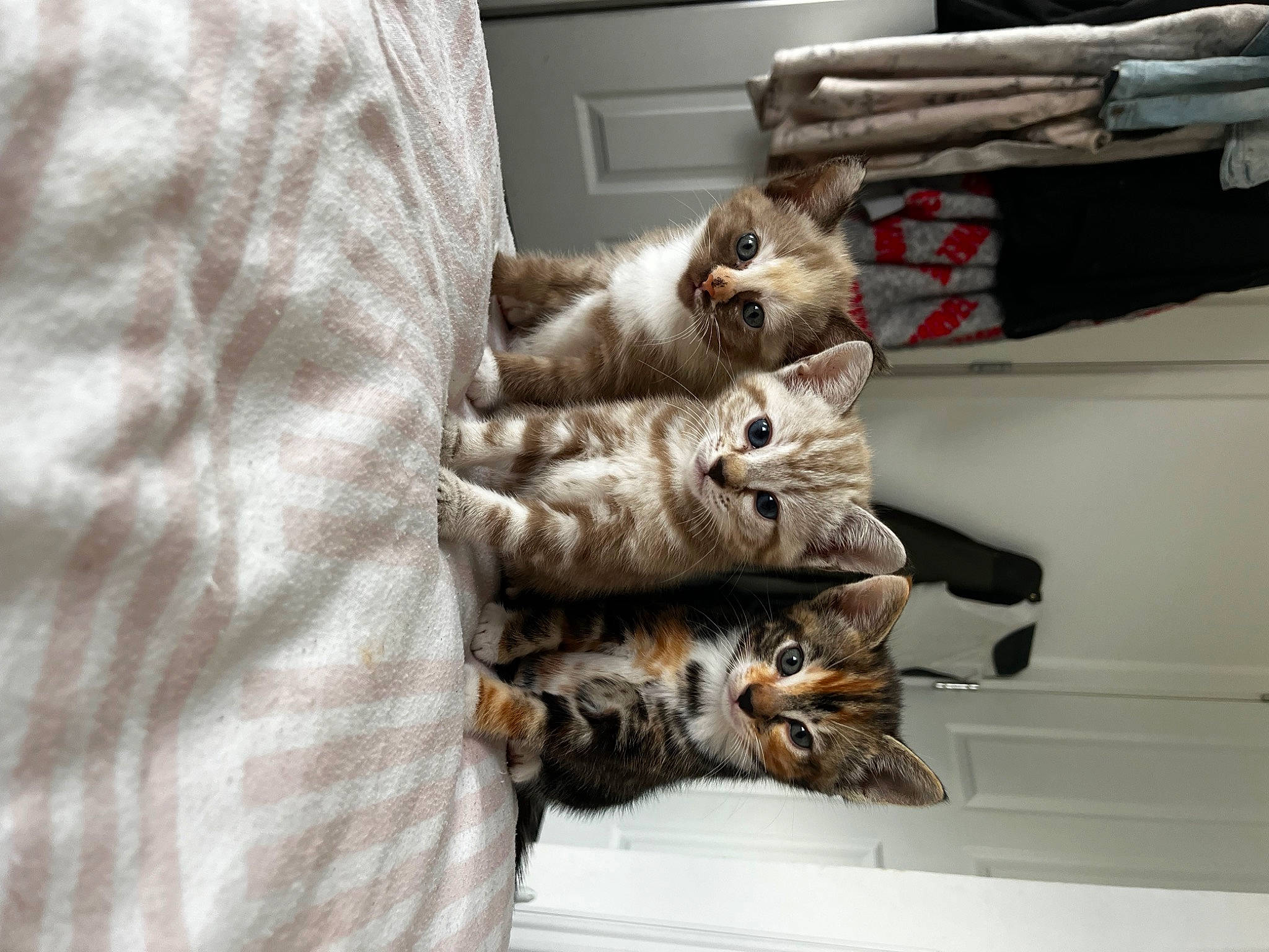 Elsie is registered to the contest to win money with this photo: carnivore, cat, comfort, domestic_short_haired_cat, felidae, fur, linens, paw, room, small_to_medium_sized_cats, tail, whiskers, wood