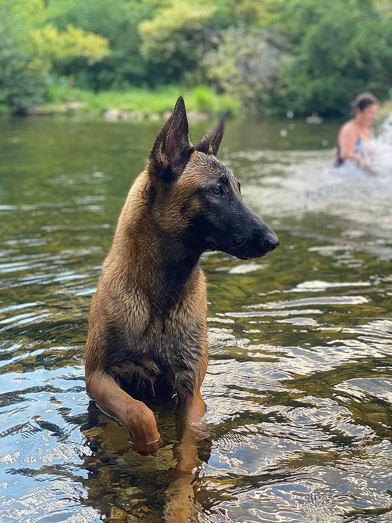 Kaya a rejoint le concours — aidez-le/la à gagner de superbes lots ! airedale_terrier, brown_bear, canidae, carnivore, dog, dog_breed, fawn, fluvial_landforms_of_streams, grass, lake, natural_landscape, plant, pond, snout, sporting_group, stream, terrestrial_animal, tree, water, working_animal