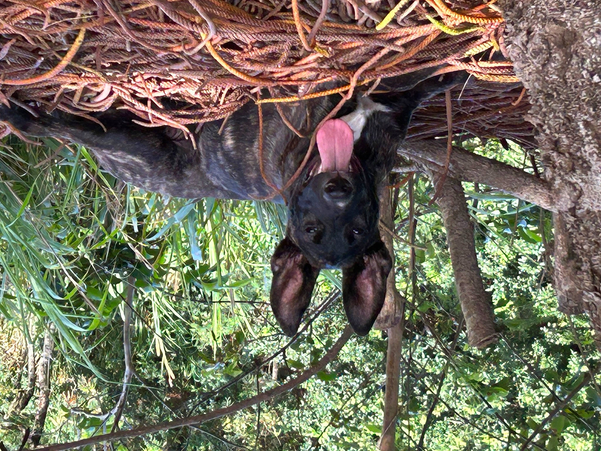 Magnus joined the competition — help win amazing prizes! common_chimpanzee, dog_breed, fawn, forest, fur, grass, jungle, liver, natural_material, plant, soil, sporting_group, terrestrial_animal, terrestrial_plant, tree, trunk, twig, wildlife, wood, working_animal