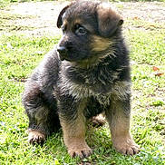 Happy a rejoint le concours — aidez-le/la à gagner de superbes lots ! puppy, german_shepherd, dog, grass, outdoor, animal, fur, pet, nature, young, cute, sitting, canine, mammal, alert, daylight, ears, black, brown, adorable