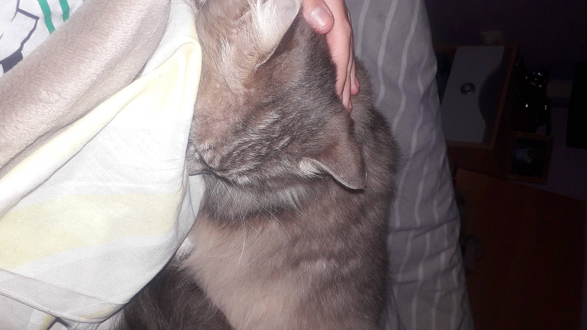 Moumine a rejoint le concours — aidez-le/la à gagner de superbes lots ! carnivore, cat, claw, comfort, domestic_short_haired_cat, ear, felidae, fur, gesture, grey, human_leg, jaw, nail, paw, small_to_medium_sized_cats, snout, whiskers