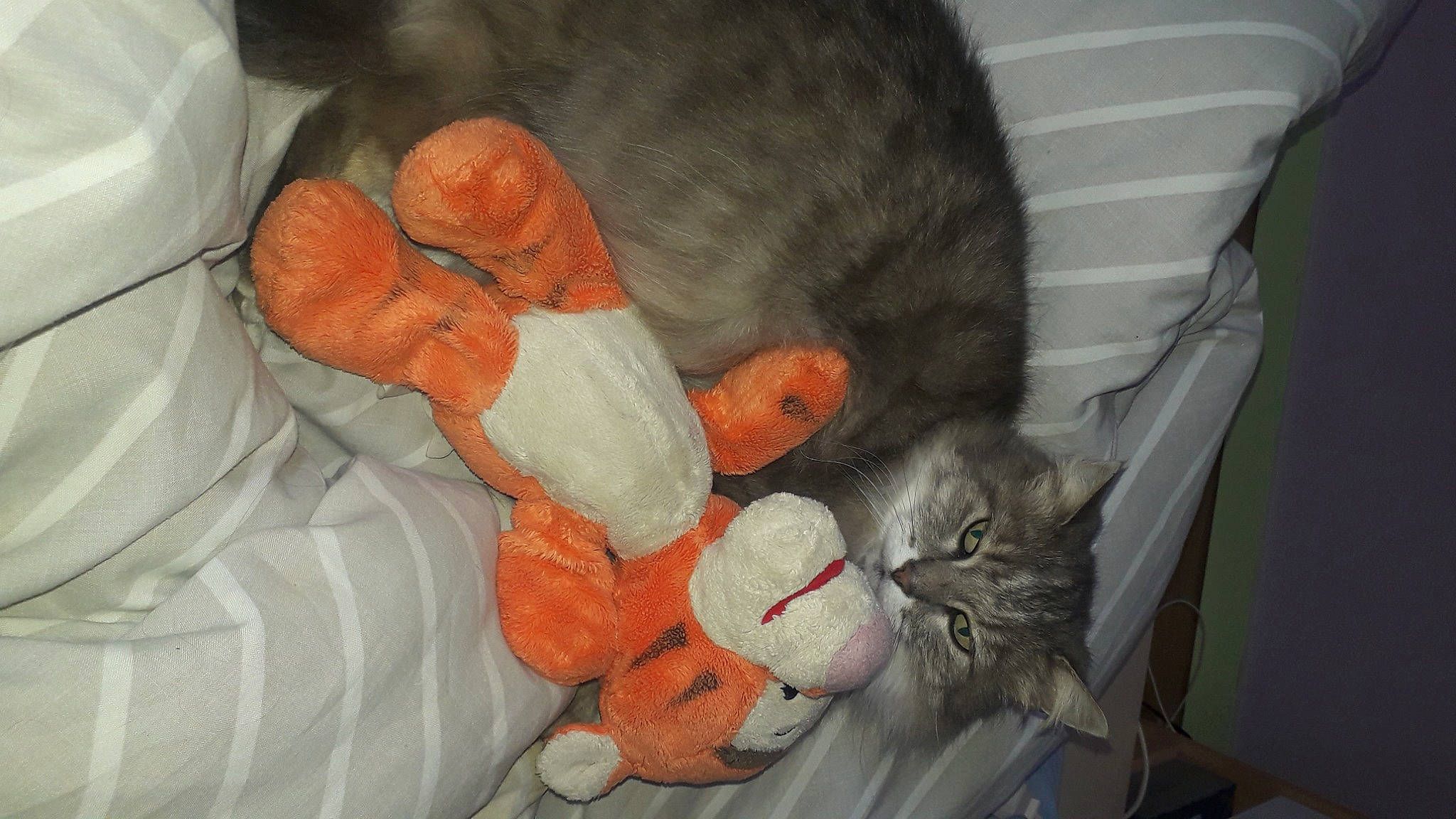 Moumine participe au concours pour gagner de l'argent avec cette photo : carmine, carnivore, cat, claw, comfort, coquelicot, domestic_short_haired_cat, felidae, fur, linens, mammal, nap, orange, room, small_to_medium_sized_cats, tail, thread, whiskers, wool, woolen