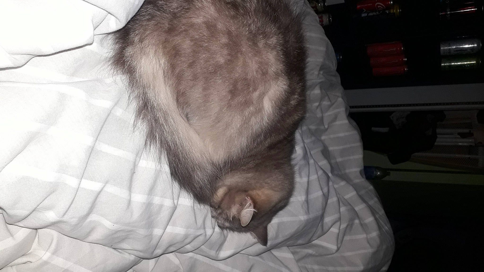 Moumine participe au concours pour gagner de l'argent avec cette photo : canidae, carnivore, cat, comfort, companion_dog, dog_breed, domestic_short_haired_cat, duvet, fawn, felidae, fur, grey, linens, nap, room, small_to_medium_sized_cats, snout, sporting_group, tail, whiskers