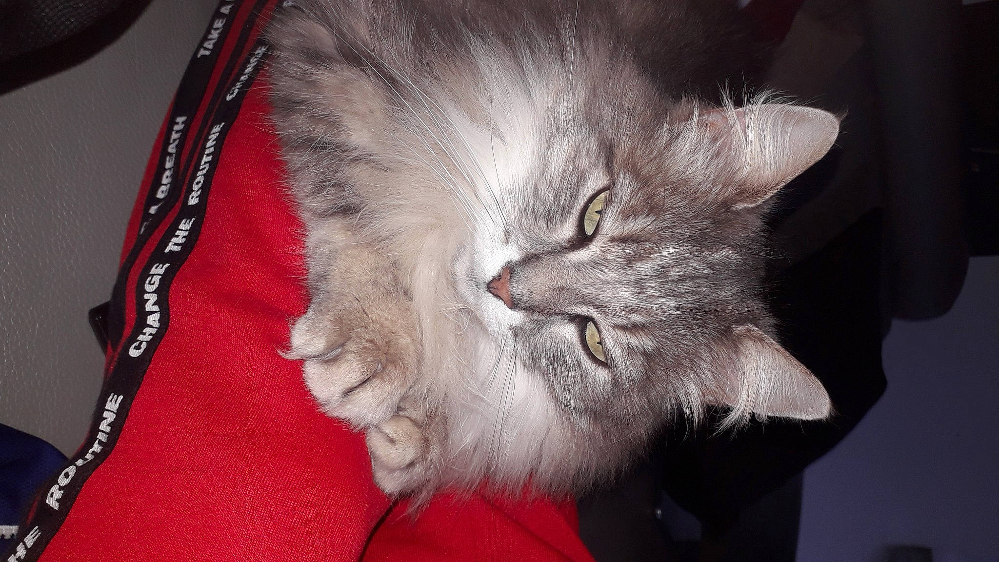 Moumine a rejoint le concours — aidez-le/la à gagner de superbes lots ! british_longhair, carnivore, cat, claw, comfort, domestic_short_haired_cat, ear, eye, felidae, fur, grey, paw, small_to_medium_sized_cats, snout, tail, whiskers