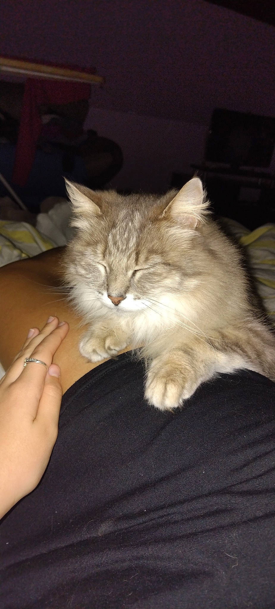 Moumine participe au concours pour gagner de l'argent avec cette photo : bed, box, carnivore, cat, claw, comfort, fawn, felidae, fur, gesture, jewellery, lap, nail, nap, paw, sleep, small_to_medium_sized_cats, tail, whiskers