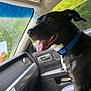 animal, black_dog, blue_collar, canine, car_interior, companion, dog, door_handle, excited, happy, leather_seat, nature_outside, passenger_seat, pet, road_trip, side_mirror, tongue_out, travel, vehicle, window
