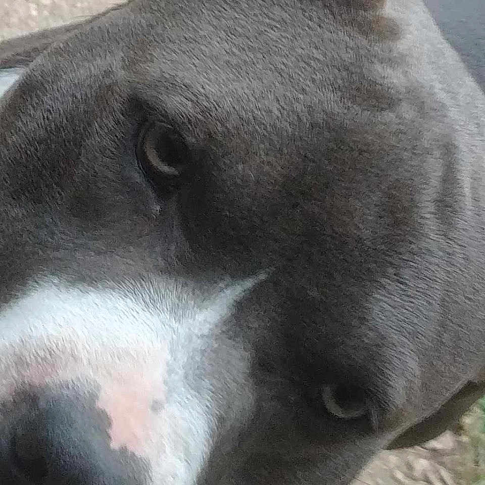 Blue joined the competition — help win amazing prizes! animal, canine, close_up, companion, curious, dog, domestic_animal, ears, face, friendly, grey_fur, ground, looking, muzzle, nature, outdoor, pet, portrait, snout, white_fur