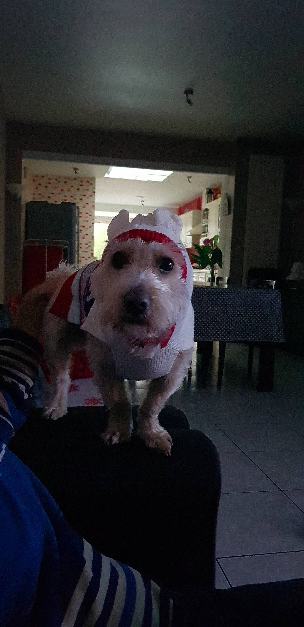 Rocky participe au concours pour gagner de l'argent avec cette photo : american_bulldog, american_pit_bull_terrier, american_staffordshire_terrier, bulldog, canidae, carnivore, companion_dog, dog, dog_breed, dogo_argentino, fawn, mammal, non_sporting_group, pit_bull, rare_breed_dog, snout, sporting_group, vertebrate